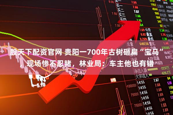 股天下配资官网 贵阳一700年古树砸扁“宝马”，现场惨不忍睹，林业局：车主他也有错